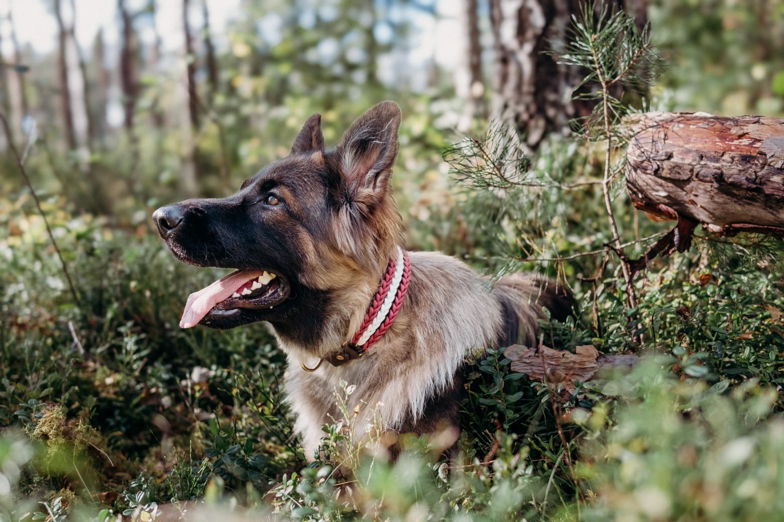 Satiec cilvēka labākos draugus un atpūties kopā ar ģimeni izstādē ZooExpo 2025! (Bilde 2)