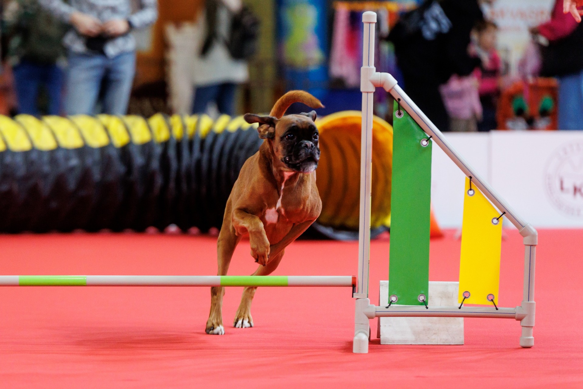 Satiec cilvēka labākos draugus un atpūties kopā ar ģimeni izstādē ZooExpo 2025! (Bilde 3)