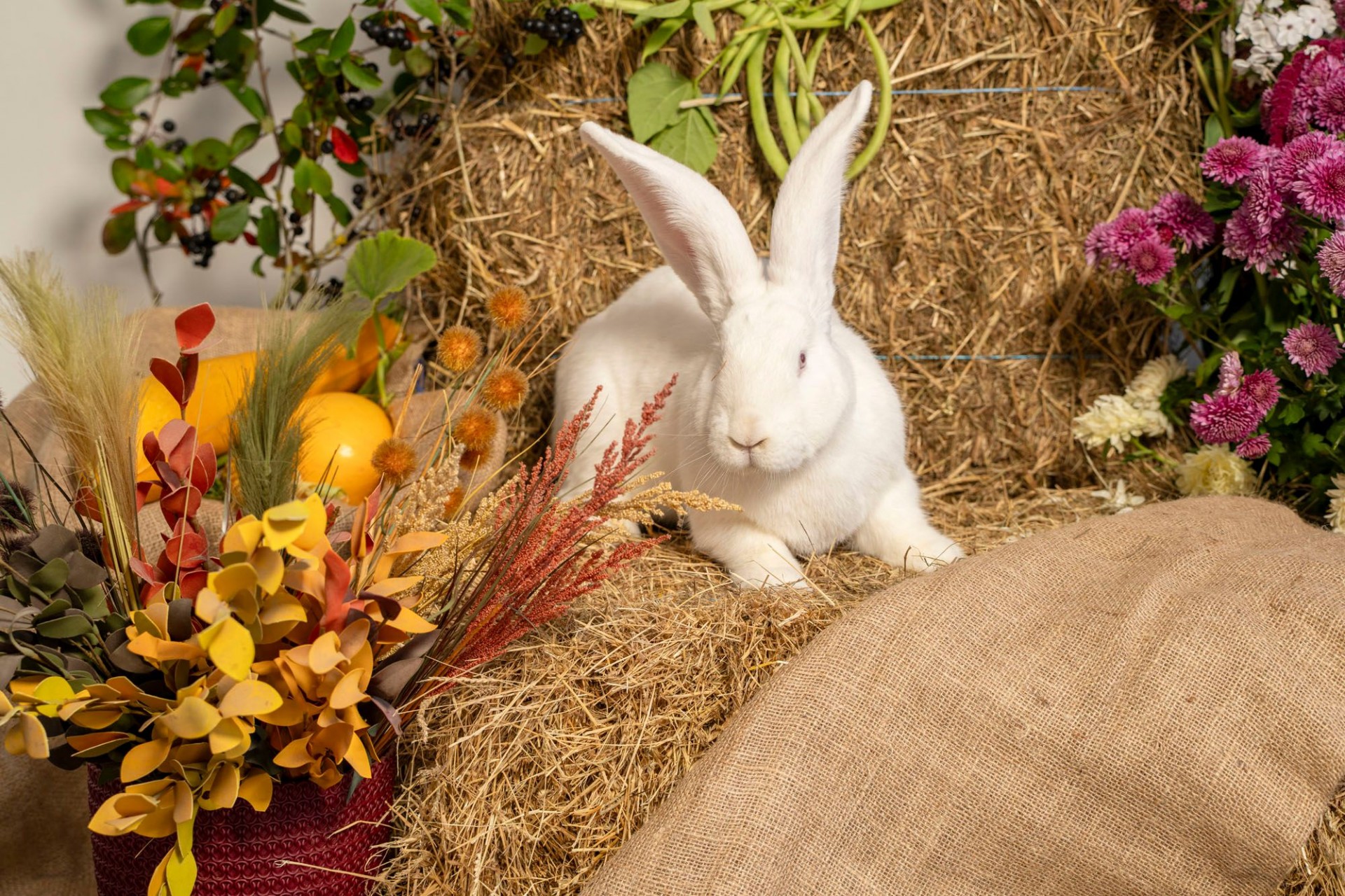 Satiec cilvēka labākos draugus un atpūties kopā ar ģimeni izstādē ZooExpo 2025! (Bilde 4)