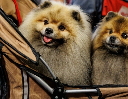 Satiec cilvēka labākos draugus un atpūties kopā ar ģimeni izstādē ZooExpo 2025!